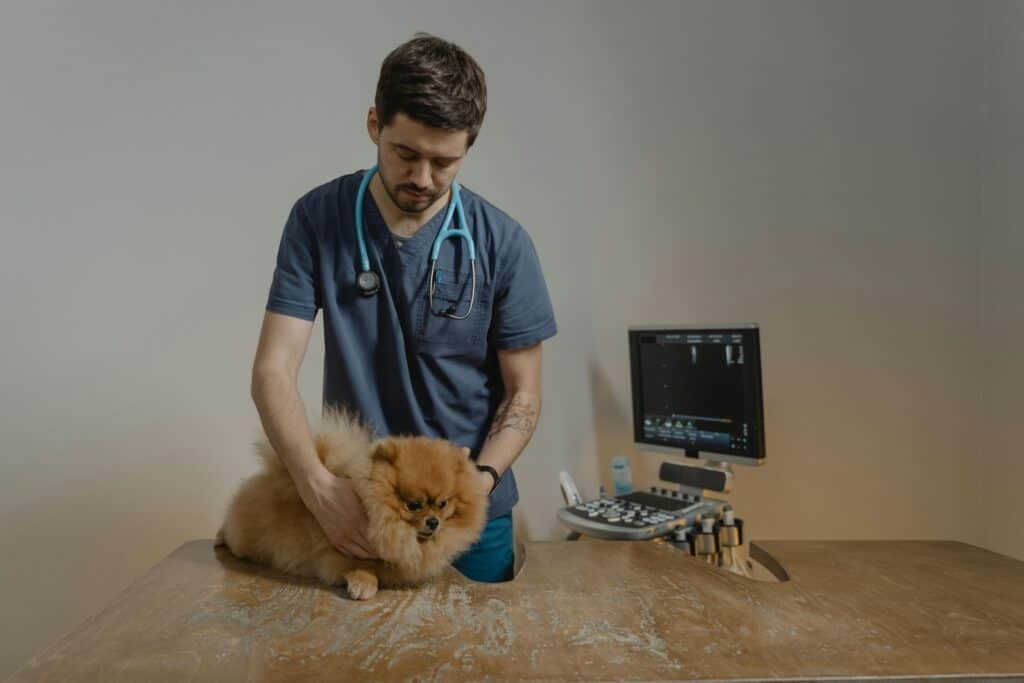 A dog with a vet in a clinic for a regular check-up