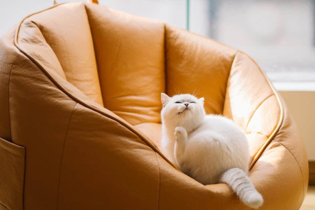 A cat on a couch in a pet-friendly flat